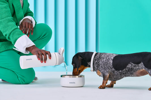 The Best Dog Bowl for Your Furry Bud